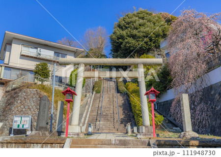 【神奈川県】高田天満宮の鳥居と参道と枝垂れ梅・2月　※自然風景 111948730