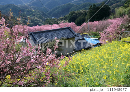 桑田山 雪割り桜と菜の花に囲まれて　（高知県　須崎市） 111948977