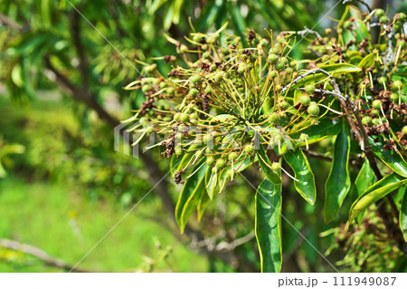 花が終わった後のカルミアの緑色の実(夏、六月) 花が終わった後のカルミアの緑色の実(夏、六月) 111949087