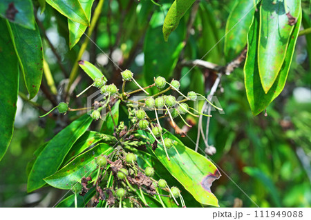 花が終わった後のカルミアの緑色の実（夏、六月） 111949088