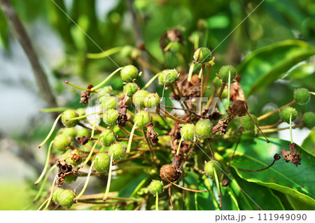花が終わった後のカルミアの緑色の実（夏、六月） 111949090