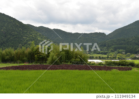 京都・大原の風景 111949134