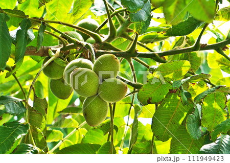 産毛に覆われた緑のクルミの実(夏、六月) 産毛に覆われた緑のクルミの実(夏、六月) 111949423
