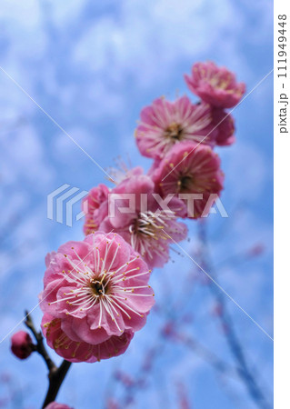 梅 111949448
