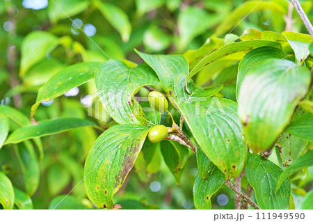 黄緑色のサンシュユの実(夏、六月) 黄緑色のサンシュユの実(夏、六月) 111949590