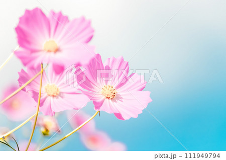 コスモスと空 111949794
