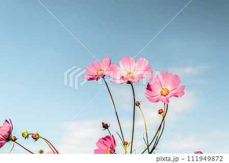 コスモスと空 111949872