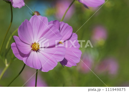 コスモス コスモス 111949875