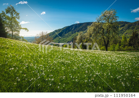 Flowery meadow with blooming white daffodils, in Slovenia Flowery meadow with blooming white daffodils, in Slovenia 111950164
