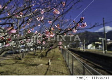 北郷駅　R6年　寒桜 111950241