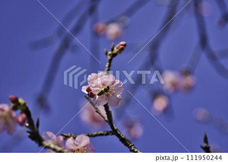 北郷駅　R6年　寒桜 111950244