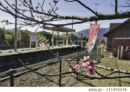 北郷駅　R6年　寒桜 111950248