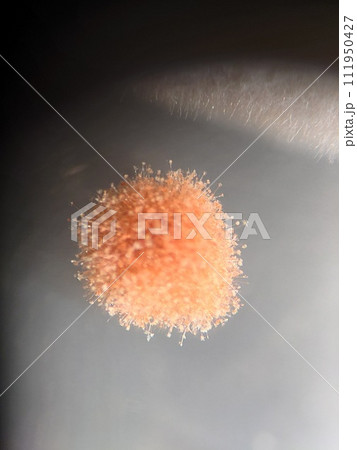 子嚢菌類の顕微鏡写真 111950427