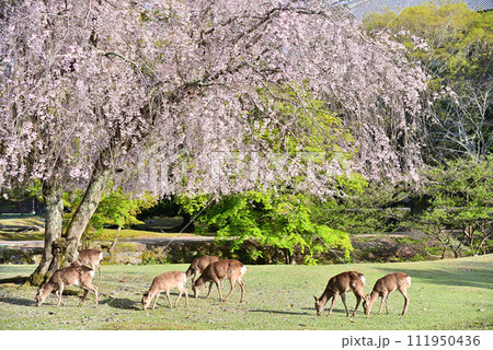 枝垂桜と鹿の群れ 枝垂桜と鹿の群れ 111950436