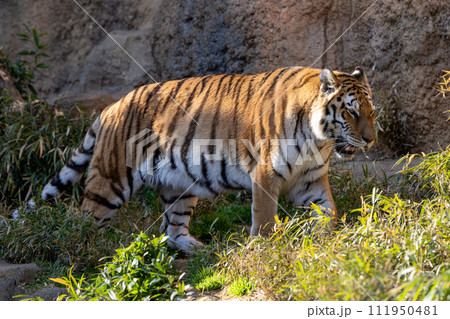 アムールトラ アムールトラ 111950481