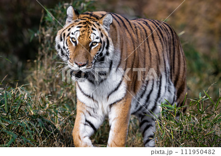 アムールトラ 111950482