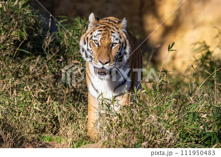 アムールトラ 111950483