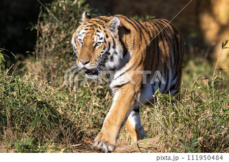 アムールトラ 111950484