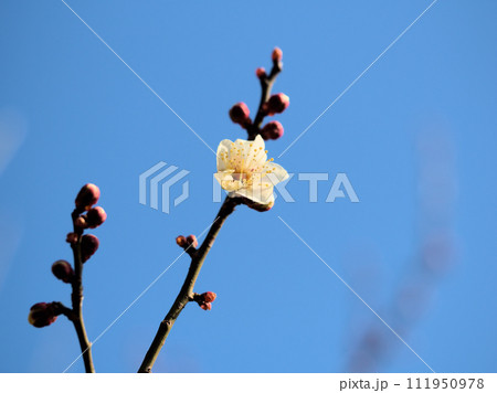 2月に咲いた白い梅の花「冬至(トウジ)」 2月に咲いた白い梅の花「冬至(トウジ)」 111950978