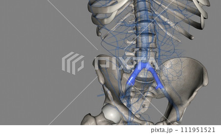 The common iliac vein is formed by the unification of the internal and external iliac veins The common iliac vein is formed by the unification of the internal and external iliac veins 111951521