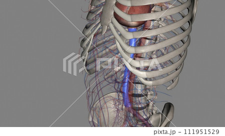 The inferior vena cava is a large vein that carries the deoxygenated blood from the lower The inferior vena cava is a large vein that carries the deoxygenated blood from the lower 111951529