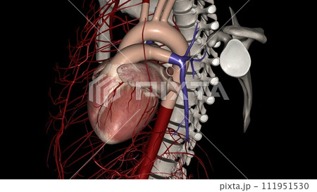 The right and left coronary arteries supply blood to your heart 111951530
