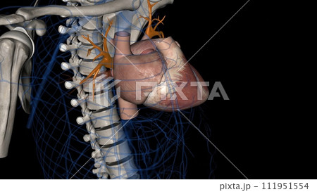 The superior pulmonary veins are anterior and caudal to the pulmonary The superior pulmonary veins are anterior and caudal to the pulmonary 111951554