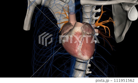 The superior pulmonary veins are anterior and caudal to the pulmonary The superior pulmonary veins are anterior and caudal to the pulmonary 111951562