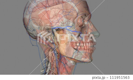 The transverse facial artery is an artery that branches from the superficial temporal artery and runs across the face 111951563