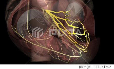 Heart anterior fascicle 111951602
