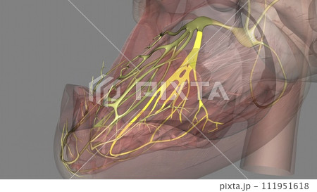Heart, posterior fascicle 3d mdedical Heart, posterior fascicle 3d mdedical 111951618