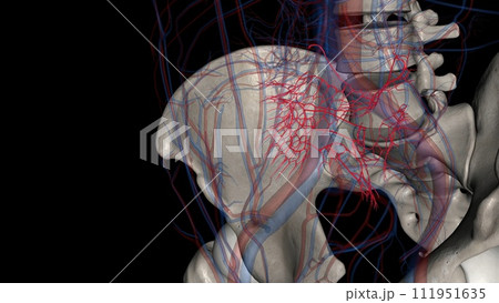 The ileal arteries are 12 branches of the superior mesenteric artery which supply blood to the ileum 111951635