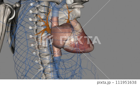 The superior pulmonary veins are anterior and caudal to the pulmonary 111951638
