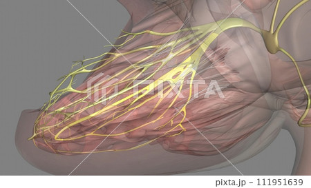 Heart, posterior fascicle 3d mdedical Heart, posterior fascicle 3d mdedical 111951639
