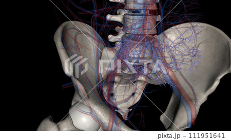 The common iliac vein is formed by the unification of the internal and external iliac veins 111951641
