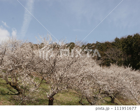 本沢梅園(相模原市) 本沢梅園(相模原市) 111951677