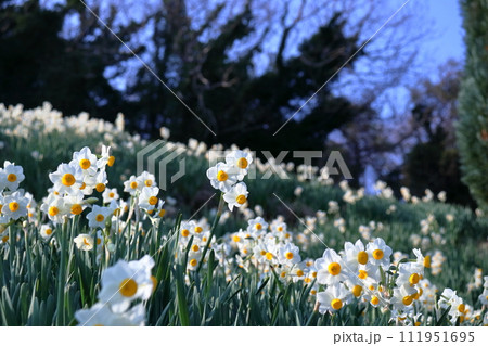 咲き誇る双海のスイセン (愛媛県 伊予市 日本水仙花開道) 咲き誇る双海のスイセン (愛媛県 伊予市 日本水仙花開道) 111951695