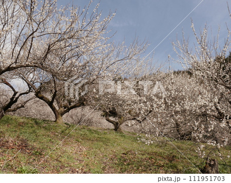 本沢梅園（相模原市） 111951703