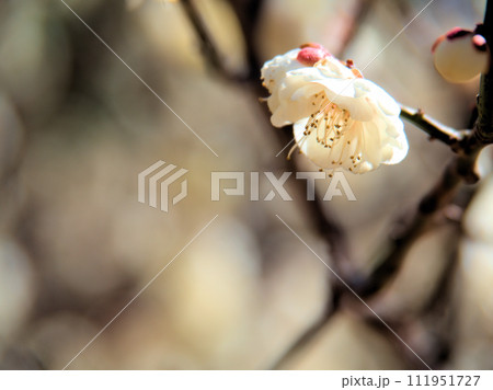 2月に咲いた白い梅の花 111951727