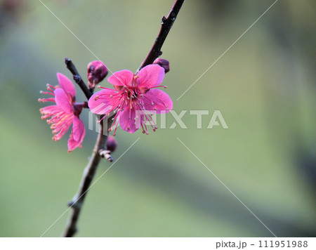 2月に咲いた紅い梅の花「紅緋梅（ベニヒバイ）」 111951988