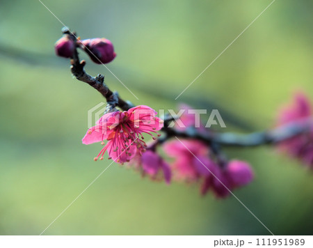 2月に咲いた紅い梅の花「紅緋梅（ベニヒバイ）」 111951989