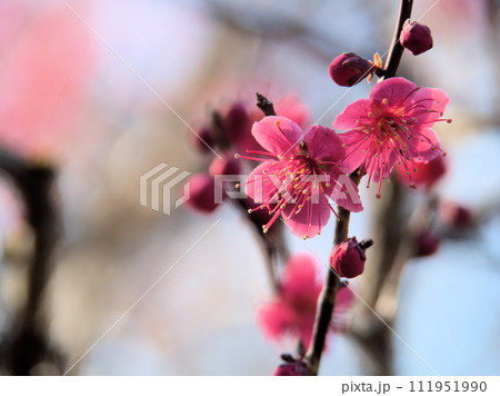 2月に咲いた紅い梅の花「紅緋梅(ベニヒバイ)」 2月に咲いた紅い梅の花「紅緋梅(ベニヒバイ)」 111951990