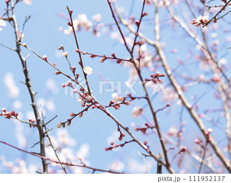 青空に映える梅の花 111952137