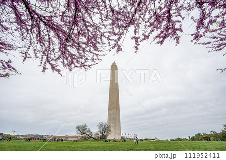 Washington monument on the National Mall in Washington, D.C, USA and Cherry blossom trees in spring 111952411