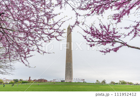 Washington monument on the National Mall in Washington, D.C, USA and Cherry blossom trees in spring 111952412