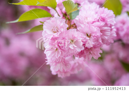 Colorful cherry blossom flower in full bloom in National Mall, Washington DC in spring 111952413