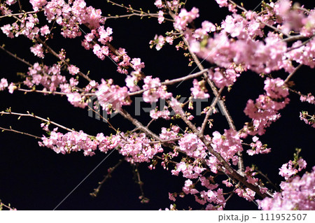 ロマンチックな河津桜が満開 111952507