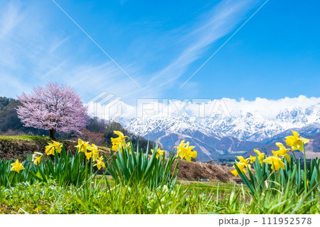 野平の一本桜と北アルプスの山並み 111952578