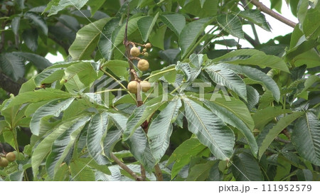 風に揺れる栃の実 111952579