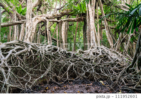 Massive banyan tree root system in rain forest, Sang Nae Canal Phang Nga, Thailand 111952601